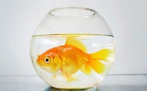 goldfish-1212487c
